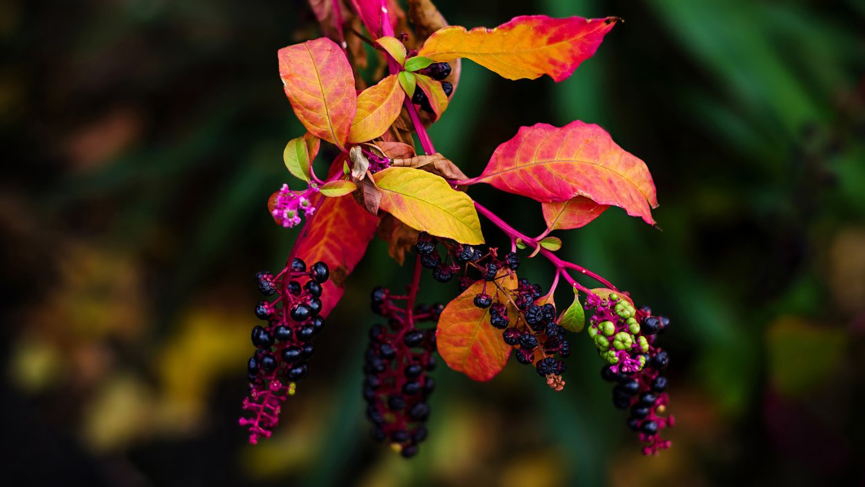 Фитолакка растение