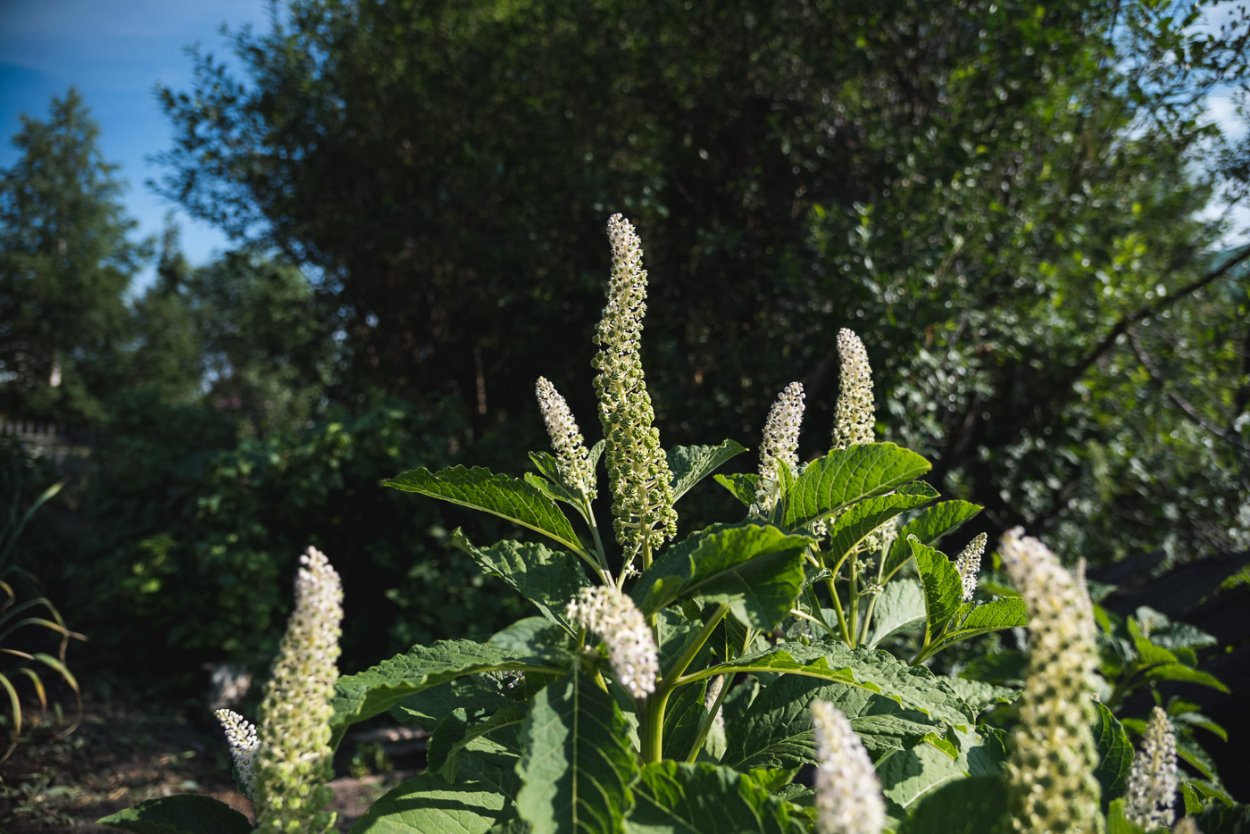 Фитолакка лаконос