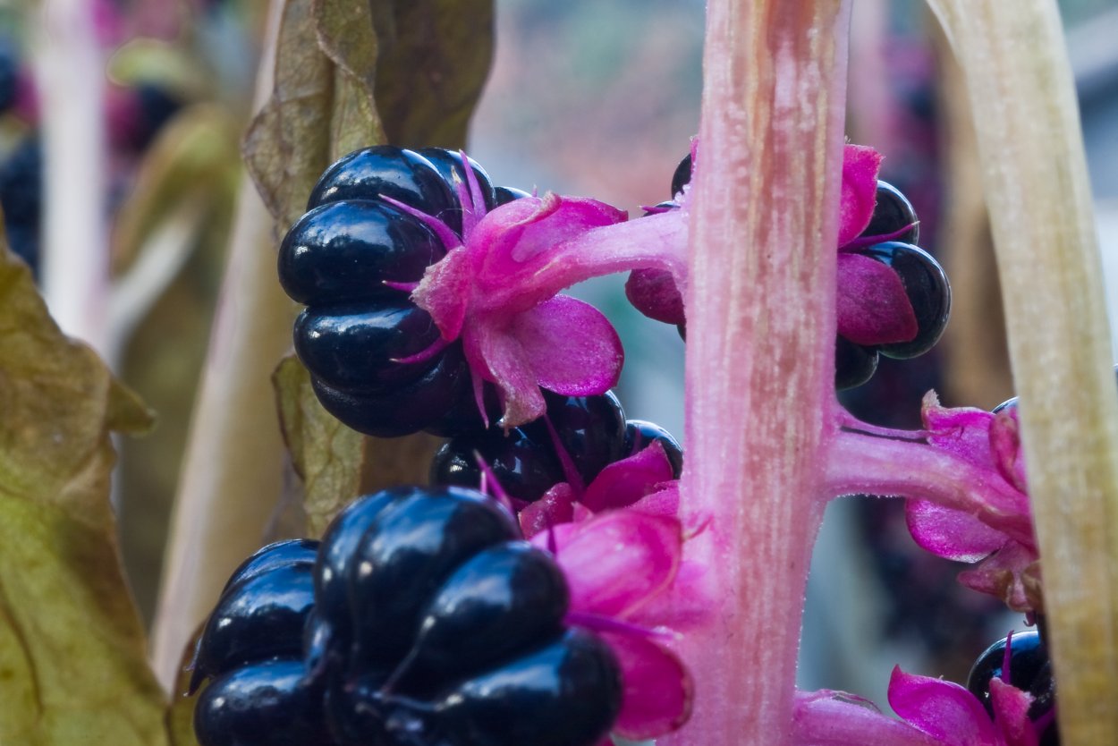 Лаконос американский