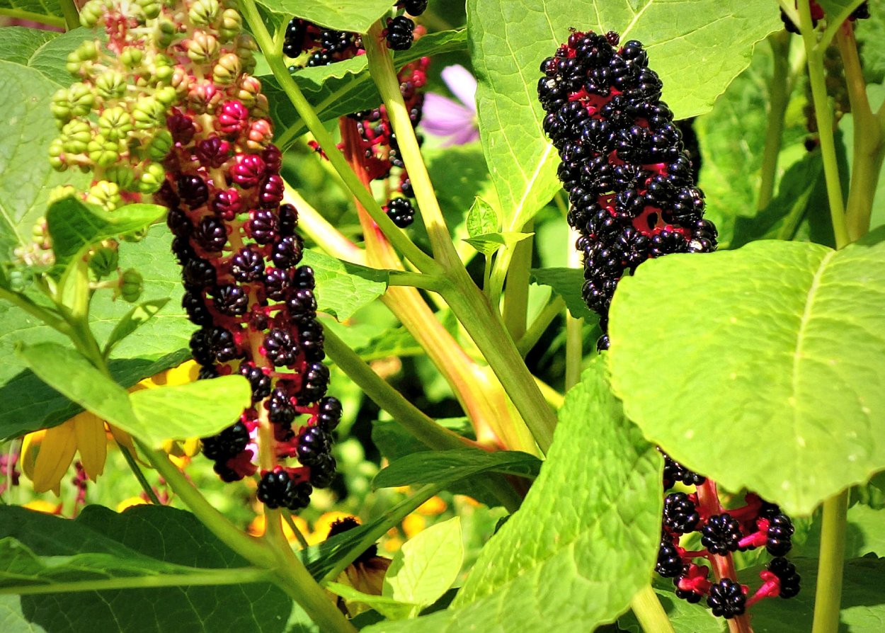 Цветок лаконос ягодный дикий