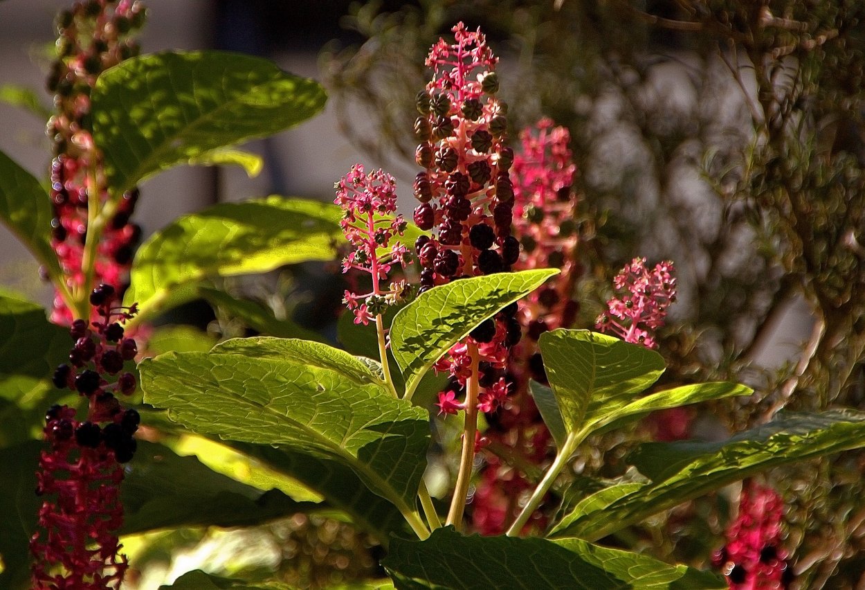 Phytolacca (лаконос американский)