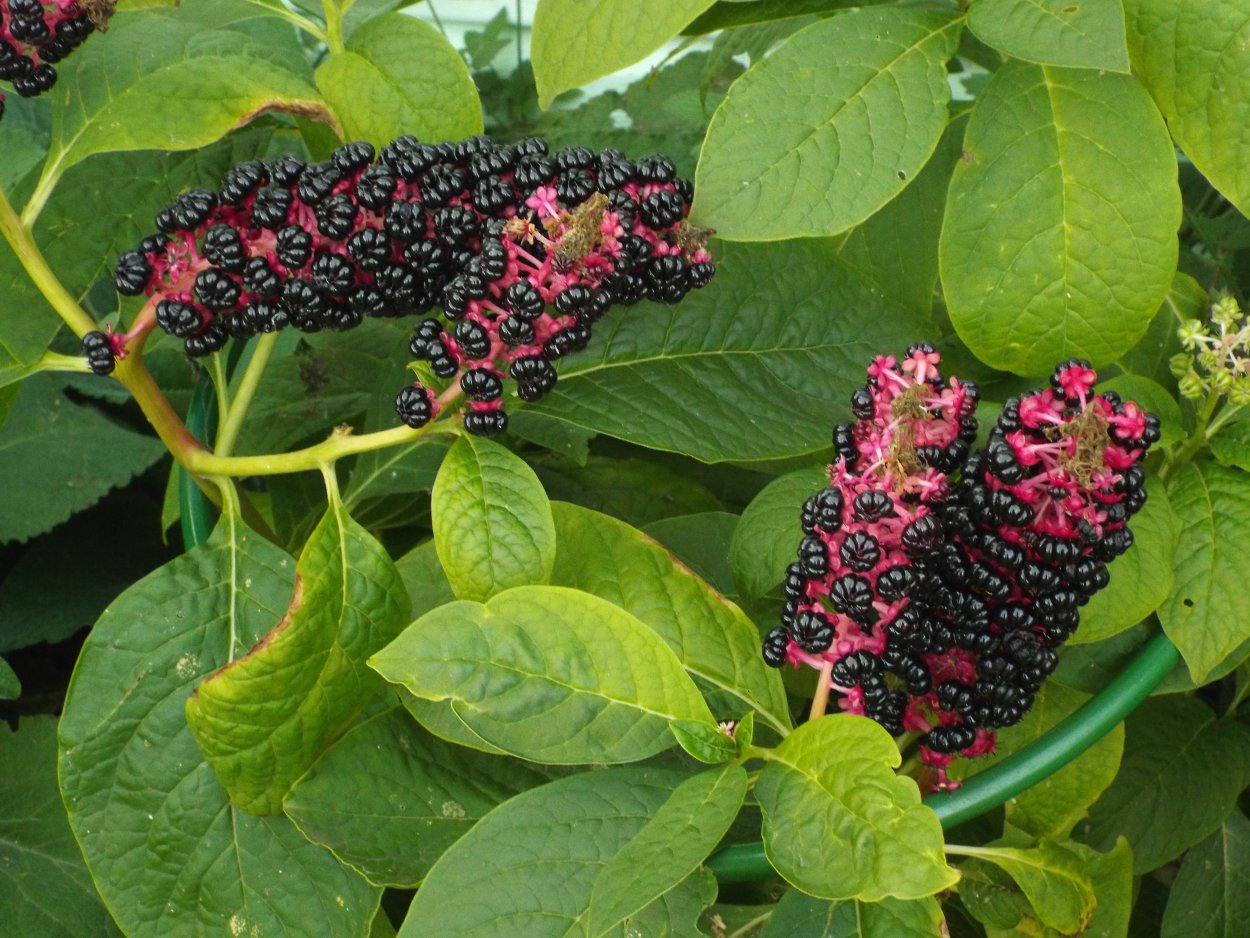 Фитолакка цветок