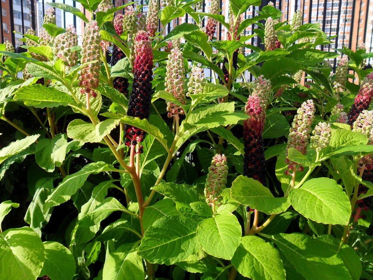 Лаконос или фитолакка