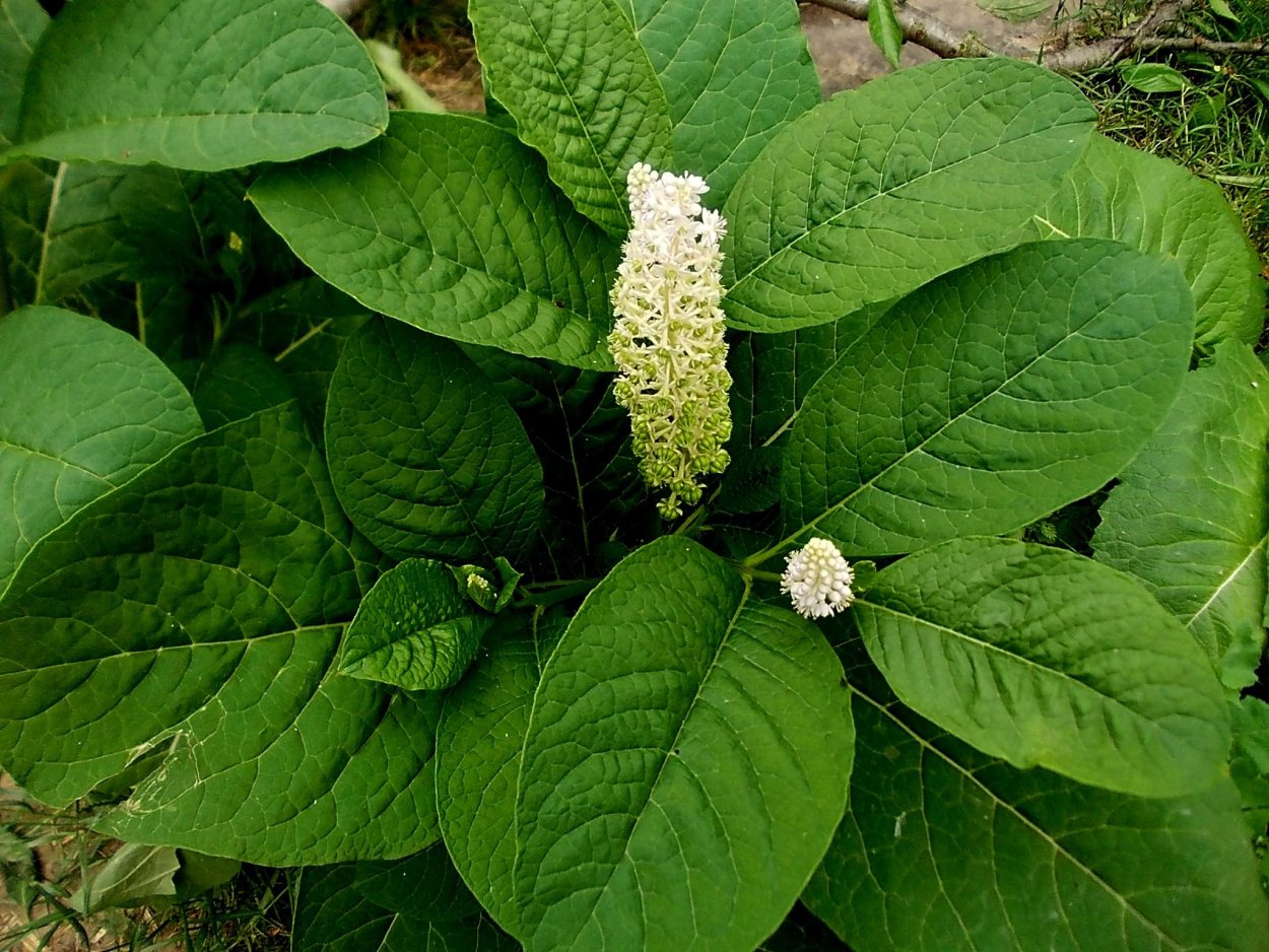 Лаконос американский фитолакка