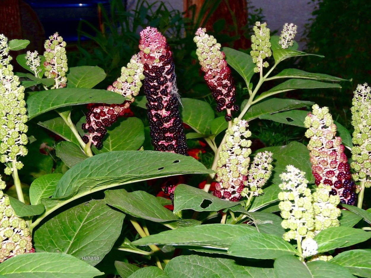 Фитолакки (лаконоса)