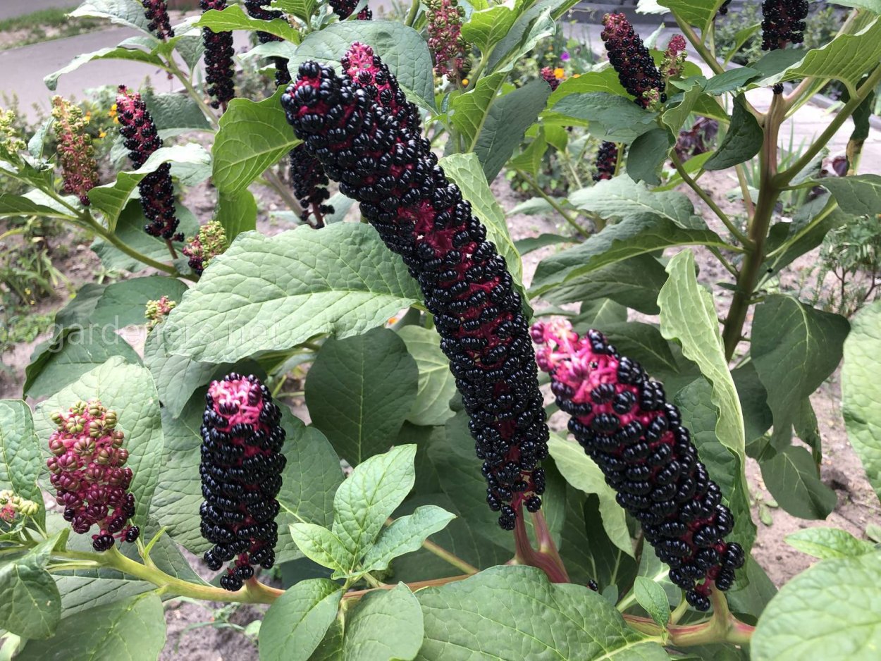 Phytolacca (лаконос американский)