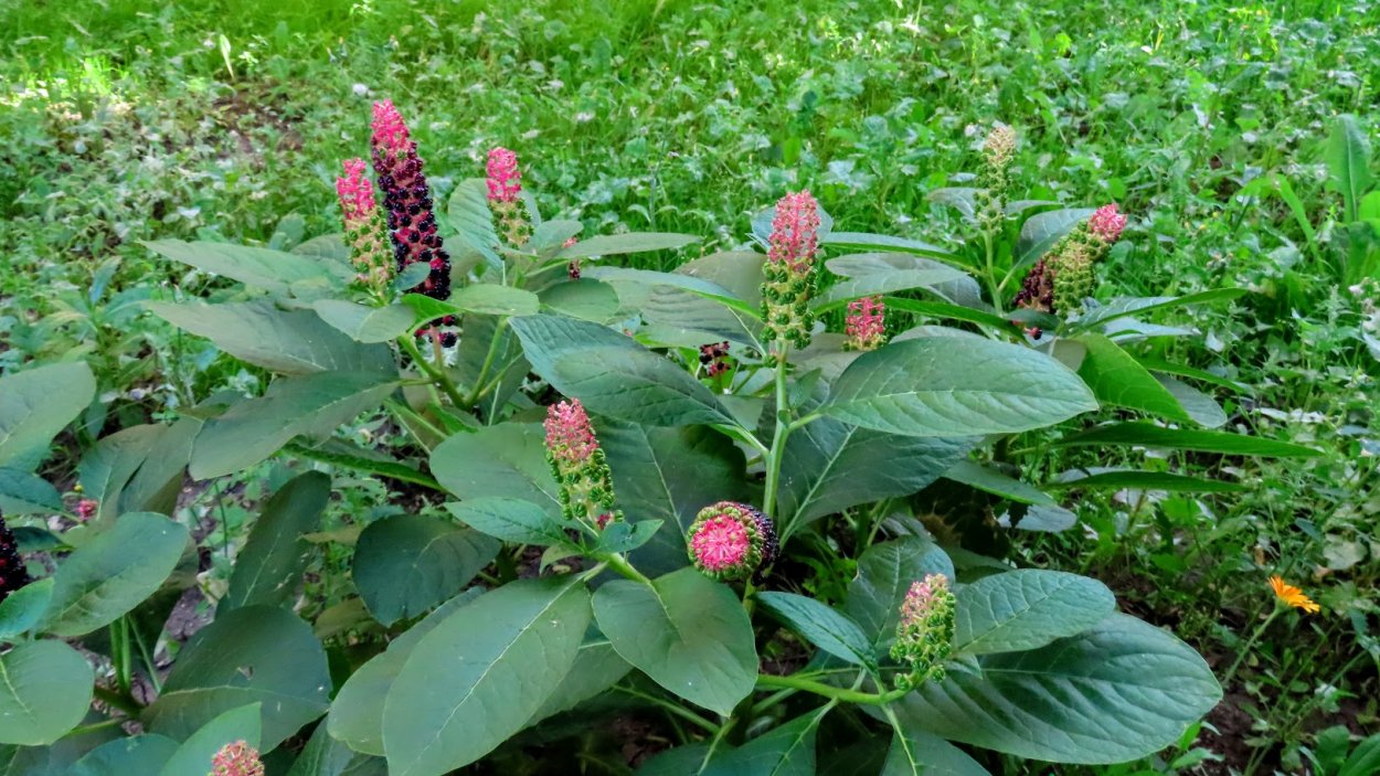 Лаконос двудомный Phytolacca