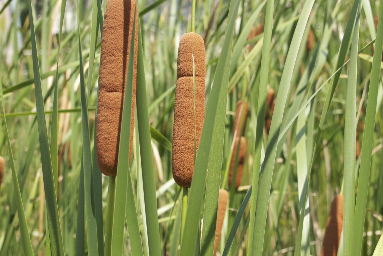 Рогоз Typha