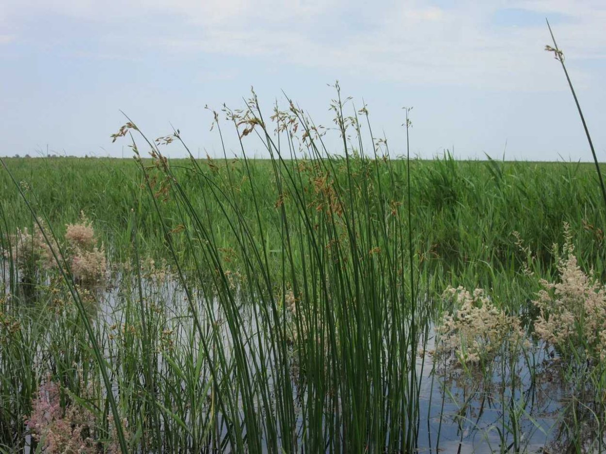 Корневище Рогоза