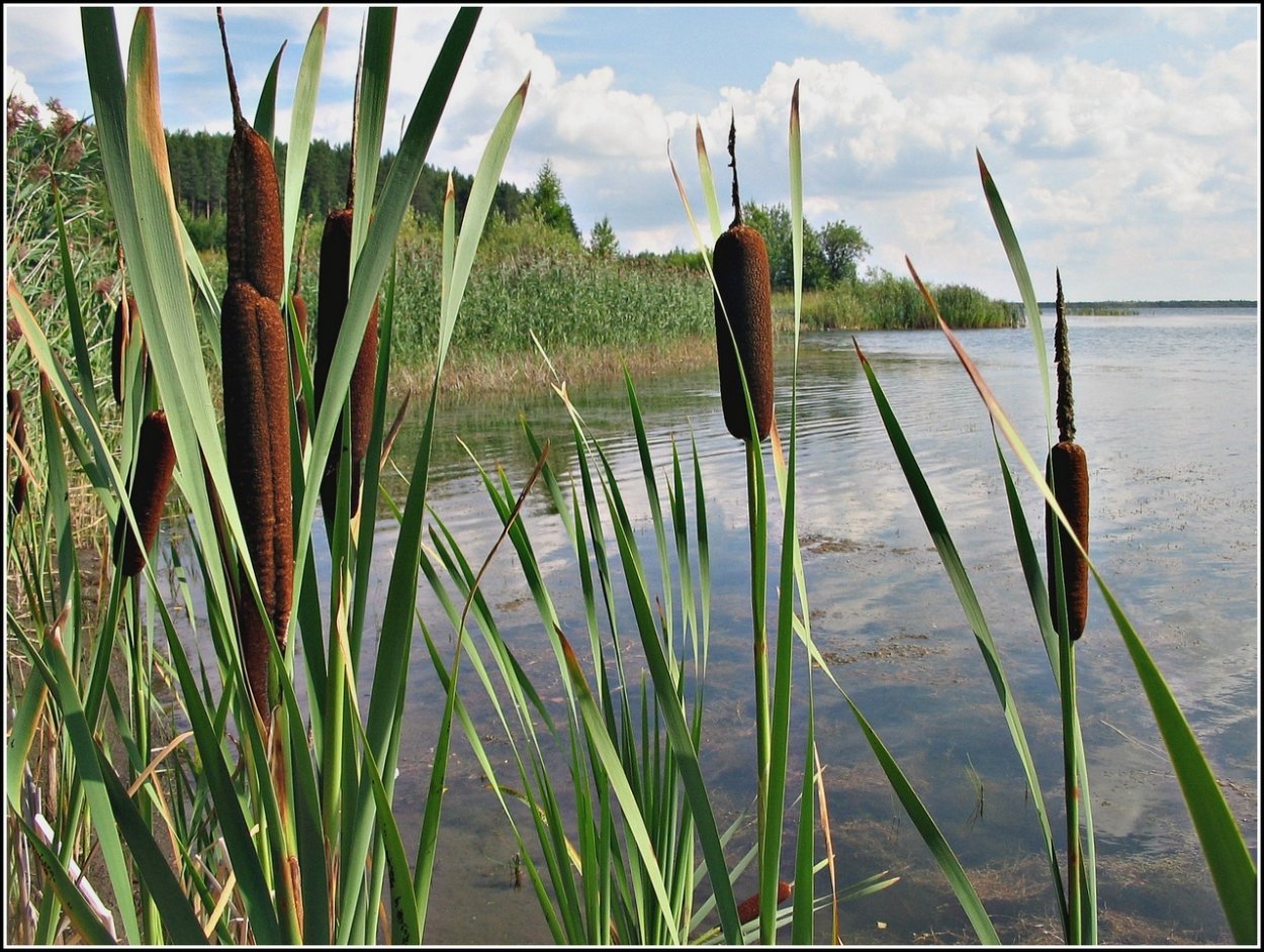 Камыш рогоз чакан