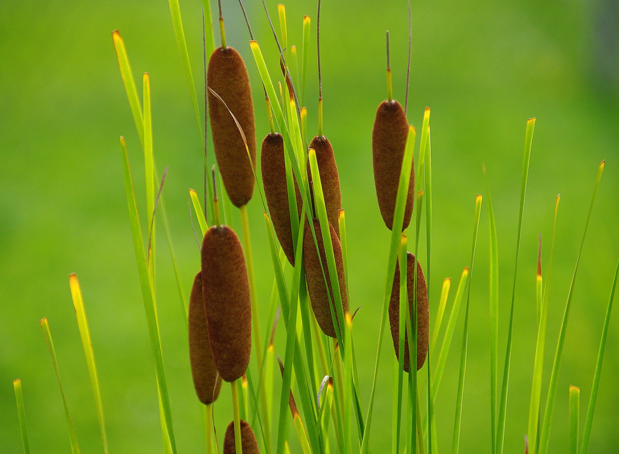 Рогоз узколистный