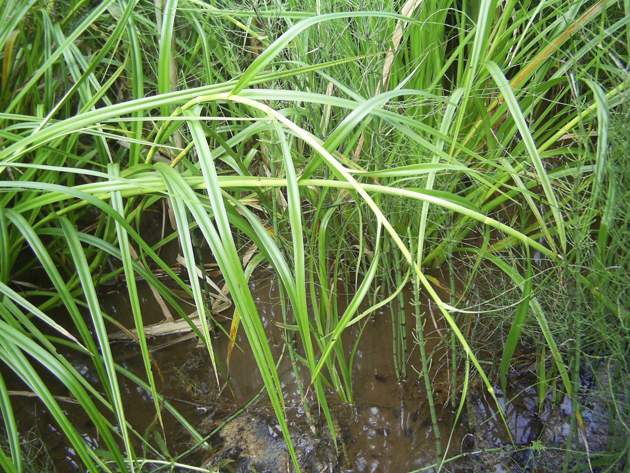 Осока тростник камыш рогоз