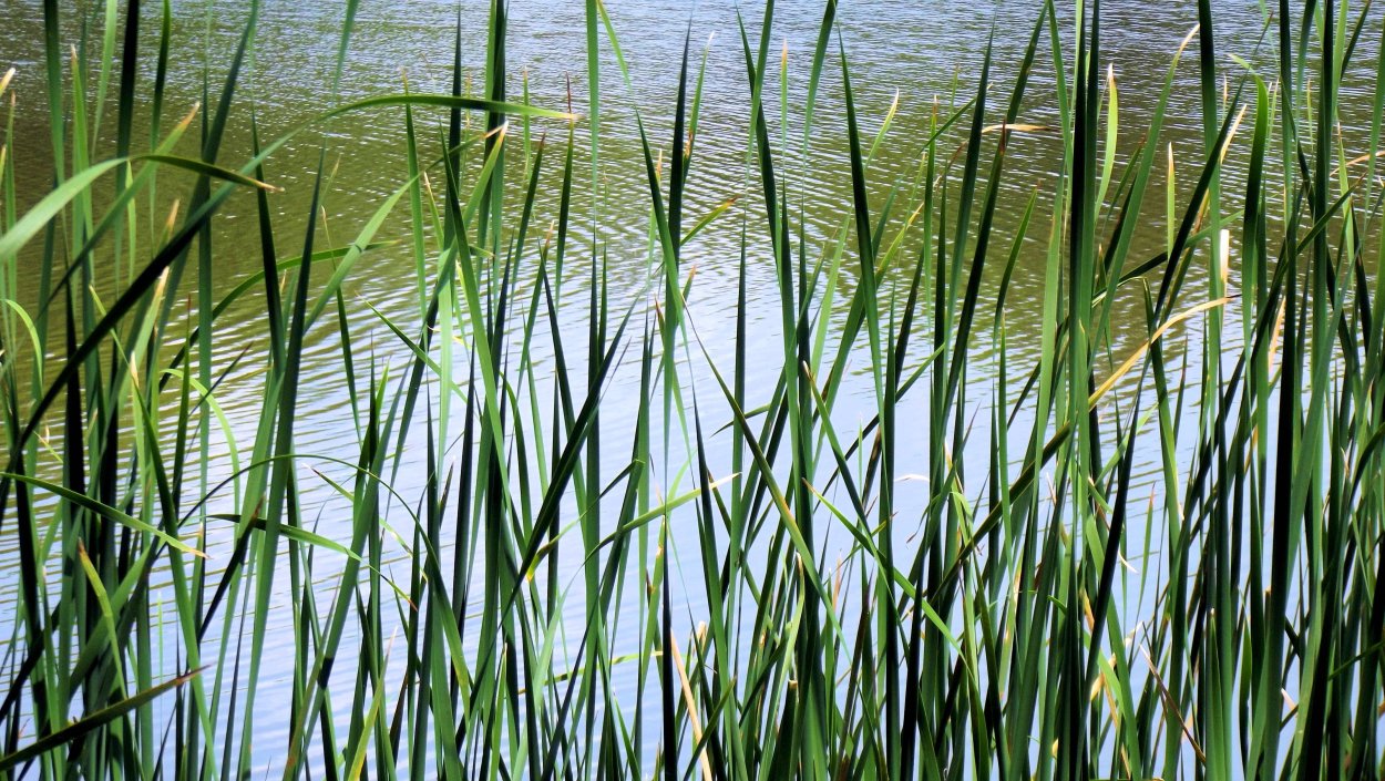Рогоз широколистный (Typha latifolia l.)