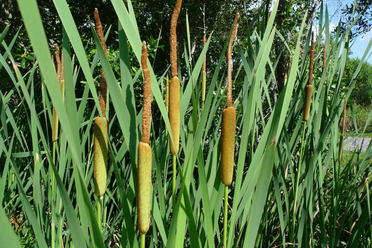 Рогоз узколистный (Typha angustifolia)