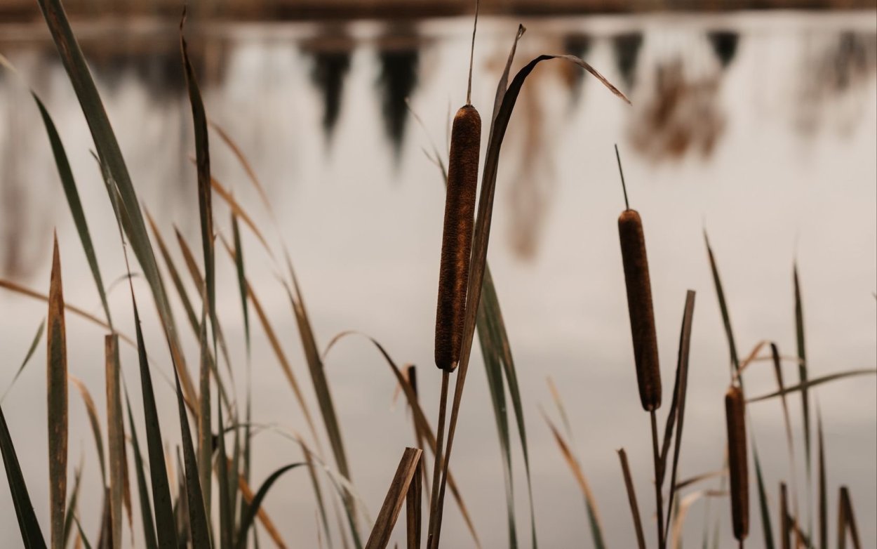 Рогоз узколистный (Typha angustifolia l.)