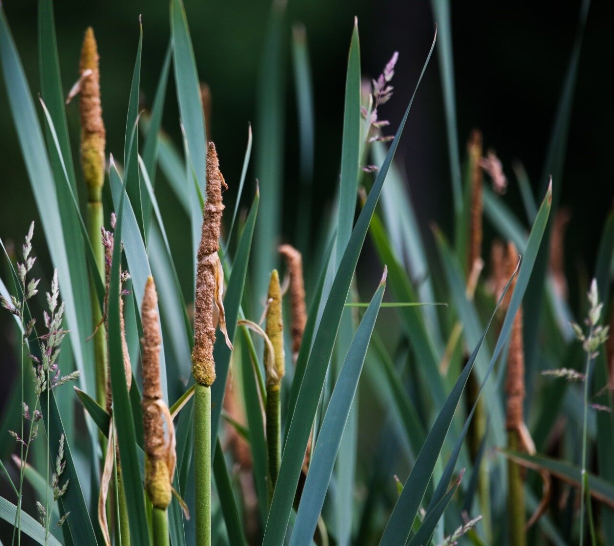 Камыш и тростник