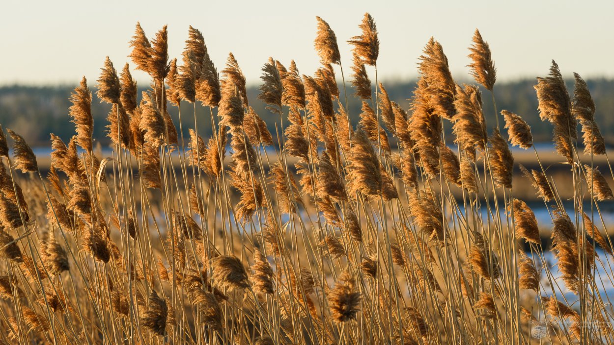 Рогоз широколистный и камыш