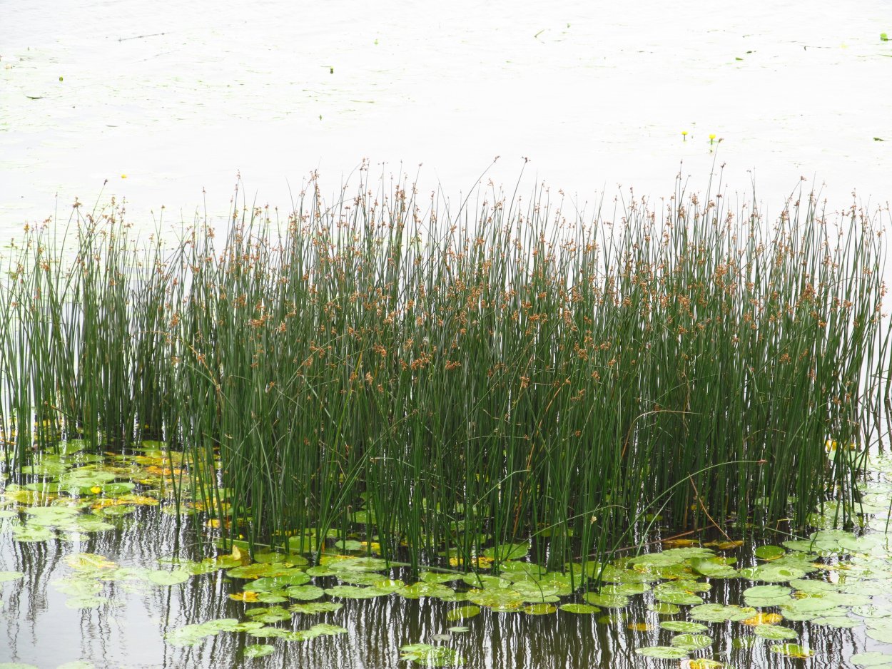 Рогоз камыш Лесной камыш