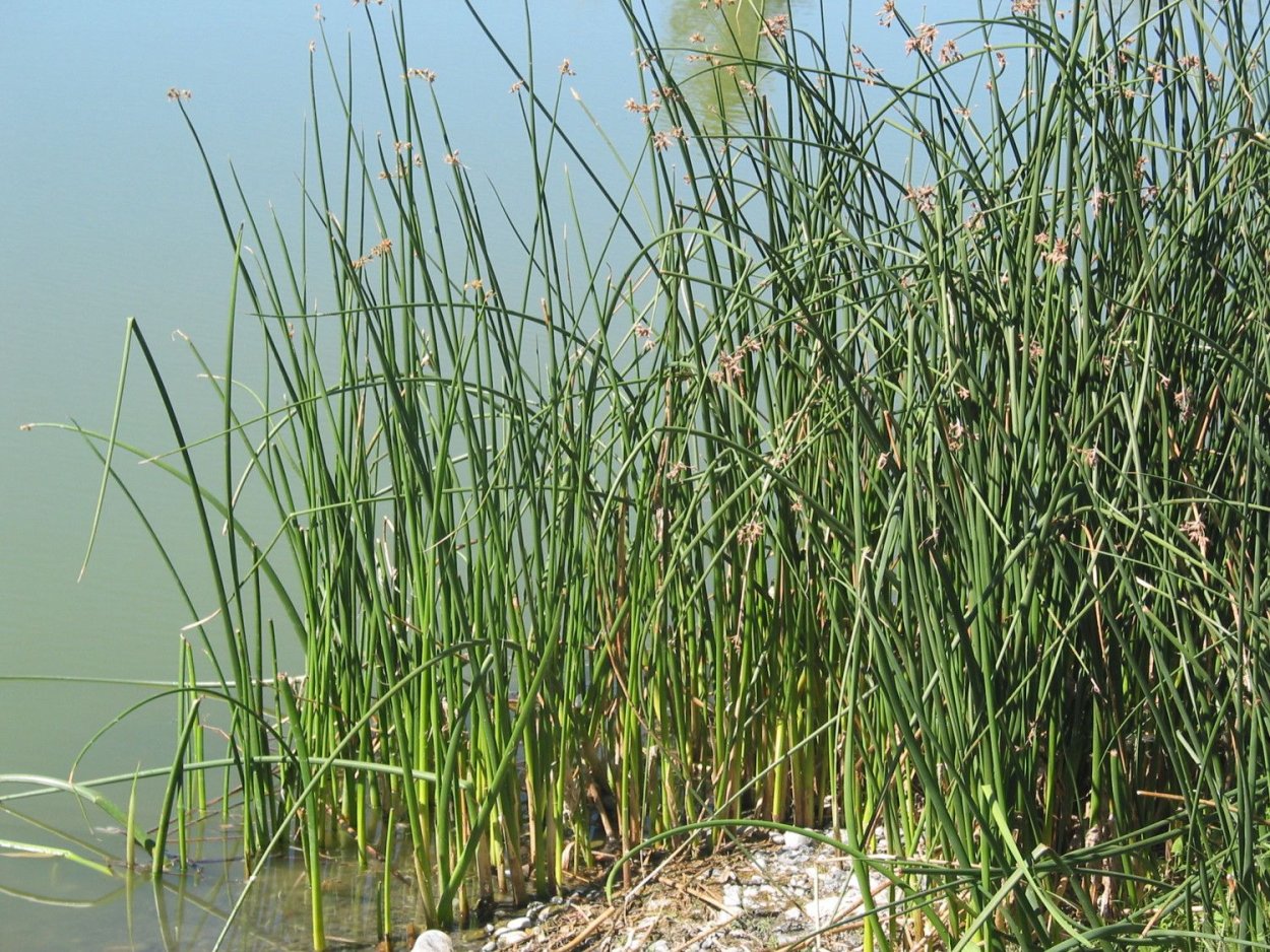 Камыша Arundo Donax