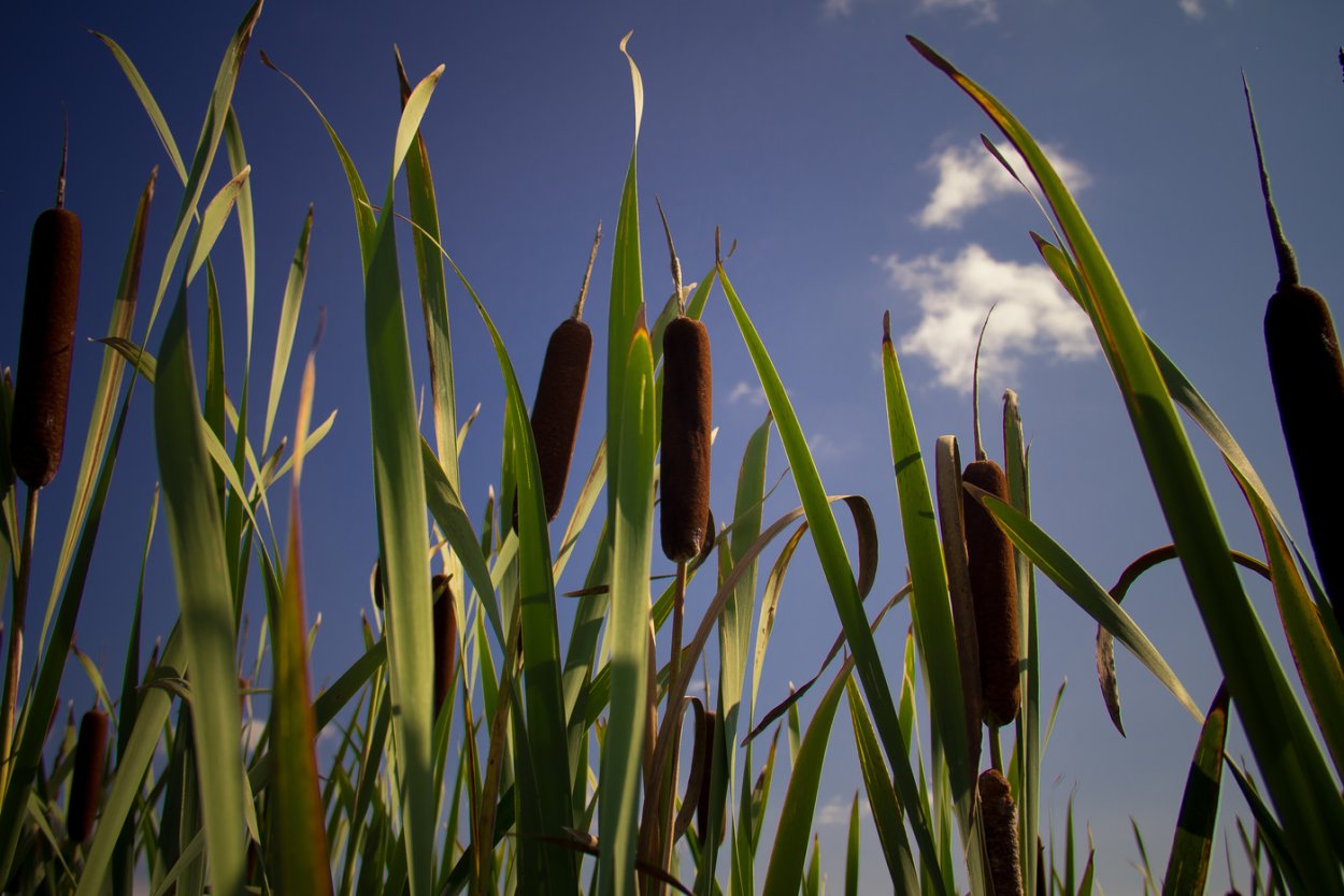 Озеро с камышами