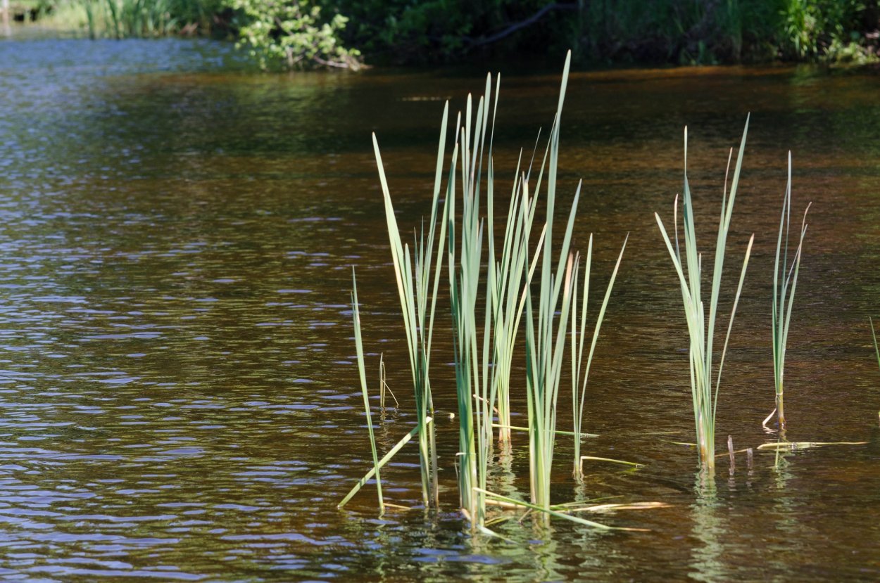 Рогоз широколистный (Typha latifolia)