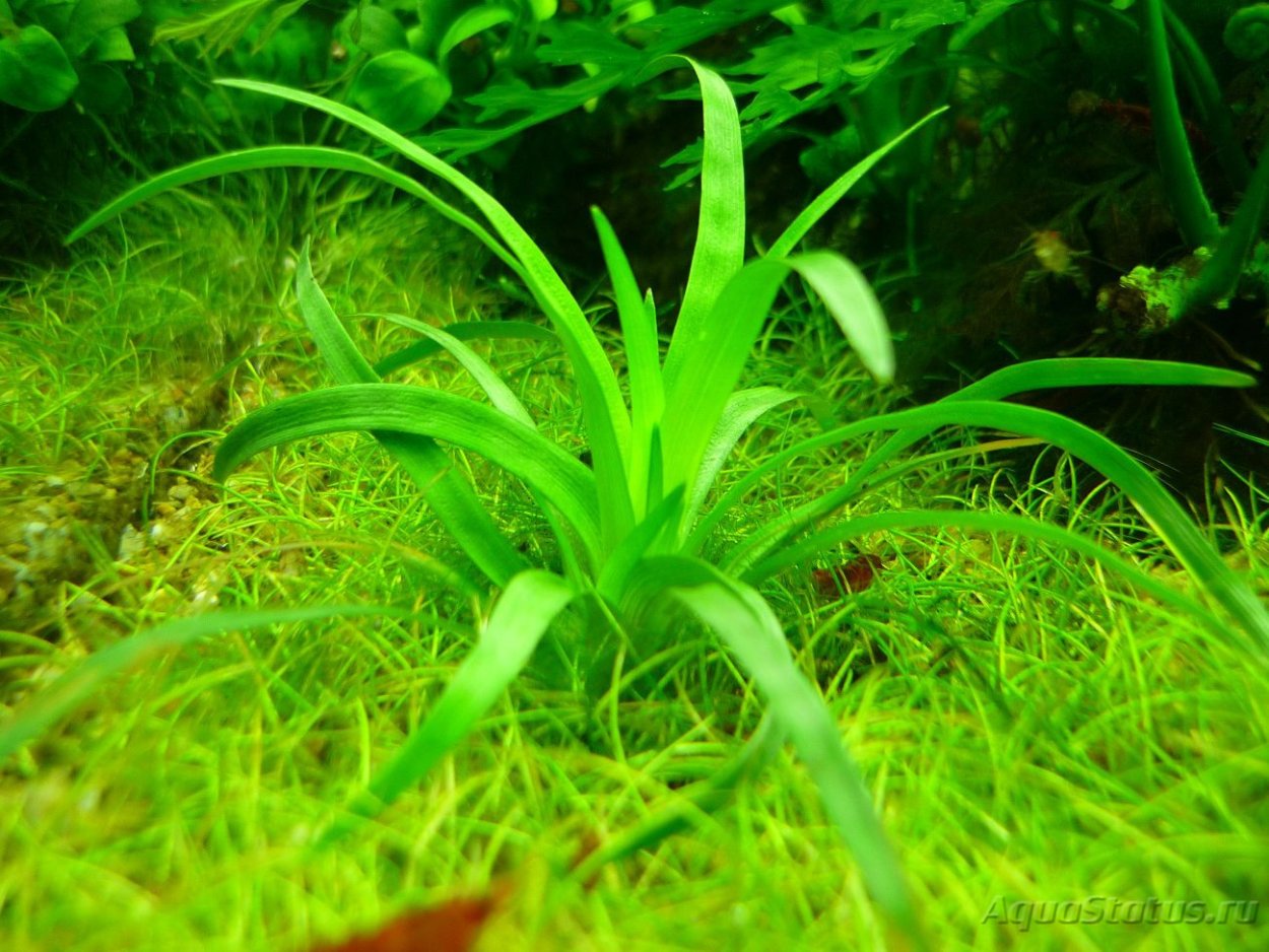 Лобелия кардинальская