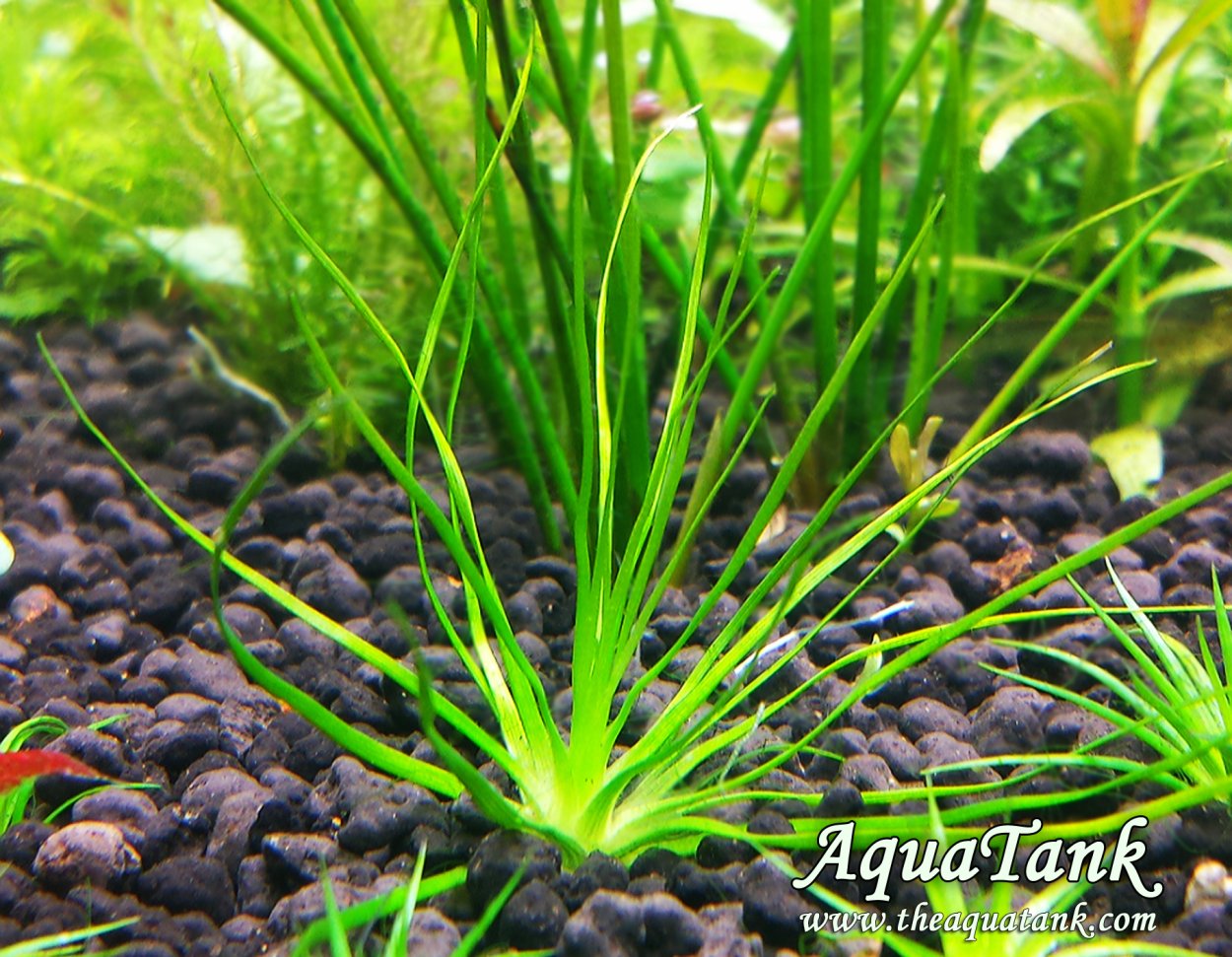 Лобелия пурпурная аквариумная