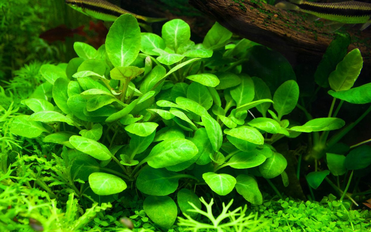 Пятичлeнник очитковидный