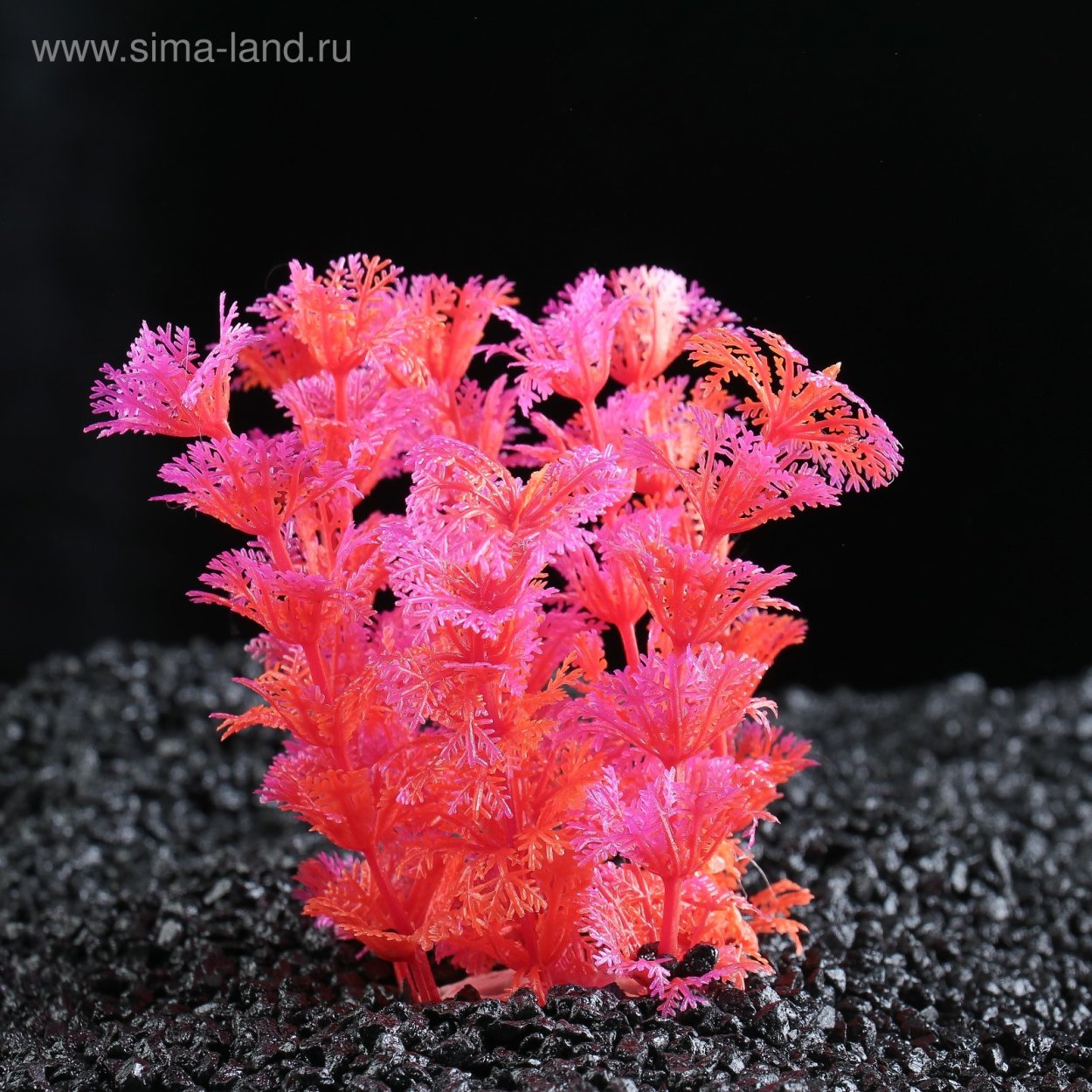 Людвигия надводная форма