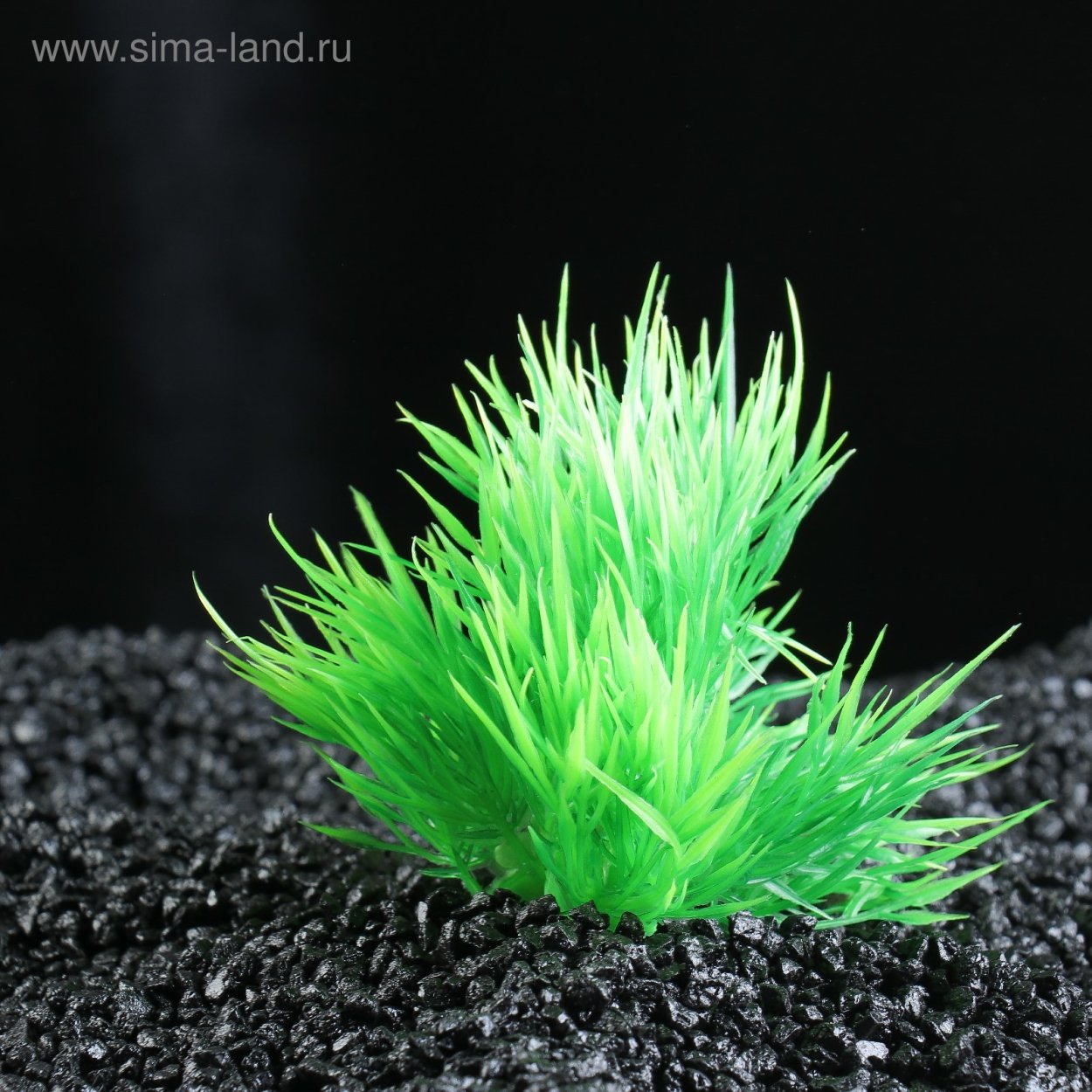 Лобелия пурпурная аквариумное растение