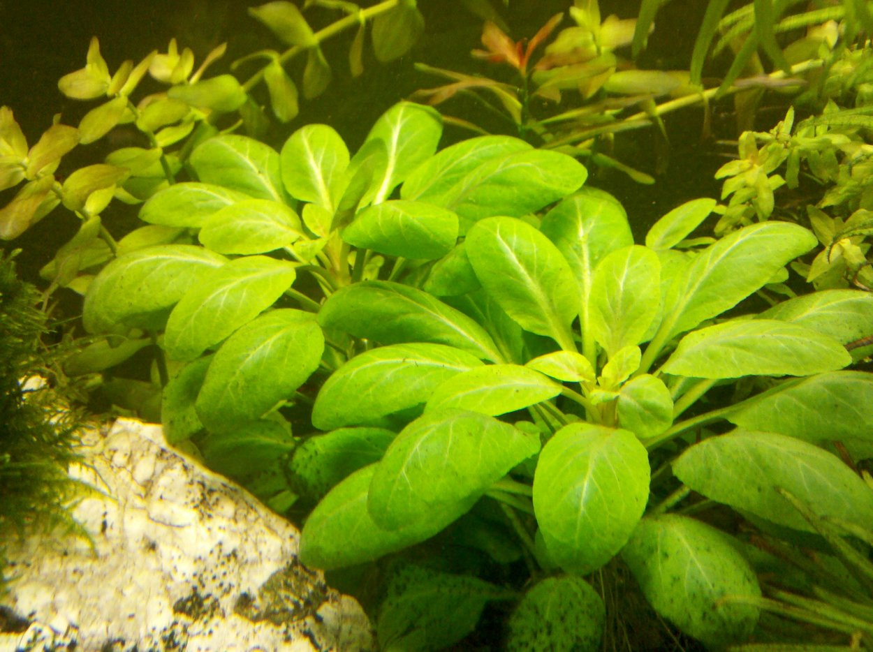 Растение для аквариума 10см пластик