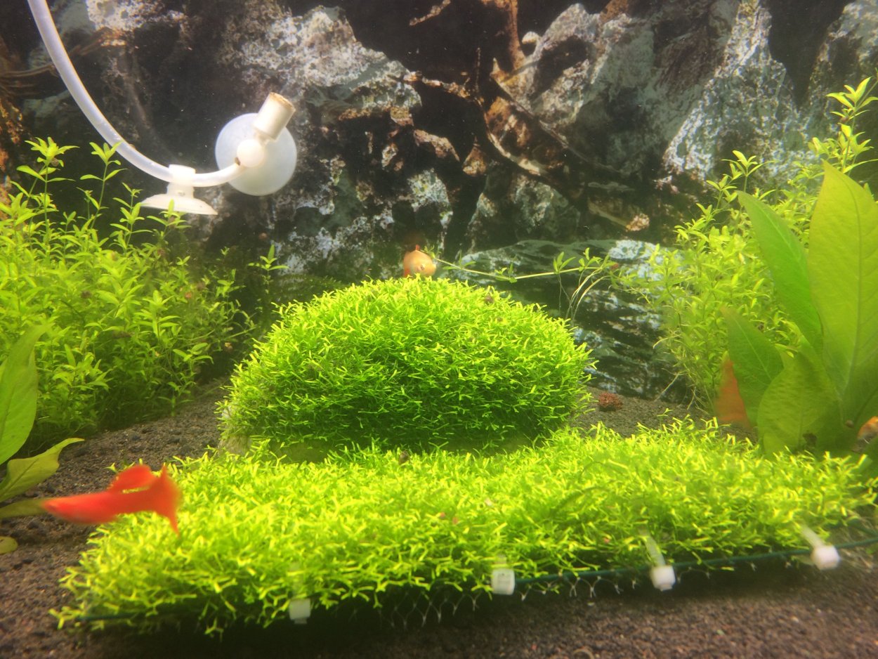 Эхинодорус амазонский аквариумное