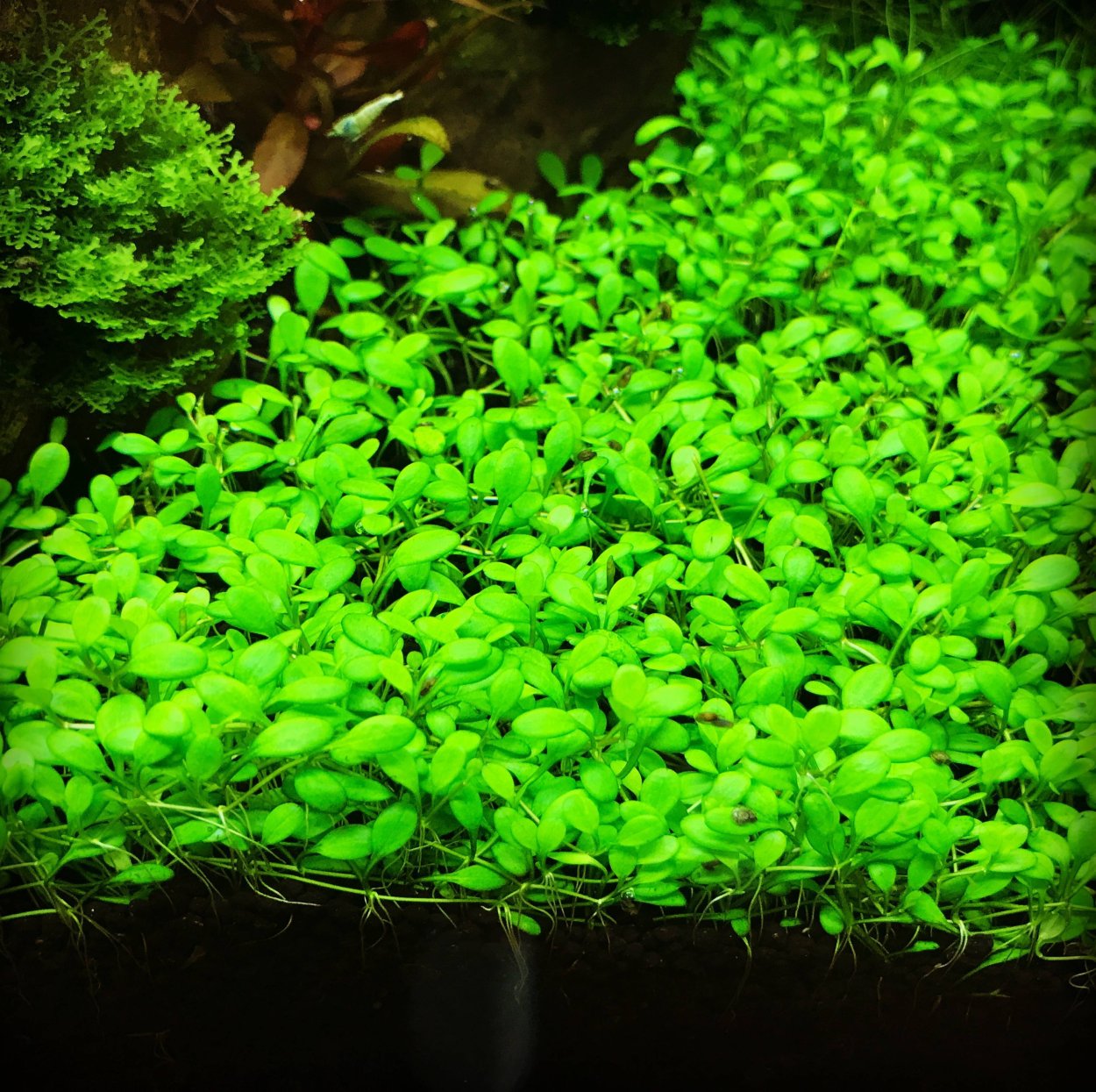 Наяс аквариумное