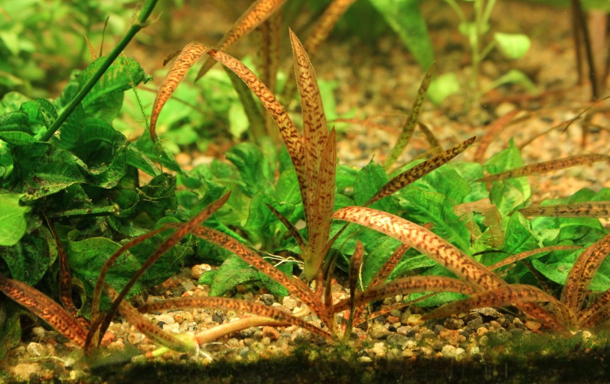 Аммания бонсай аквариумное растение