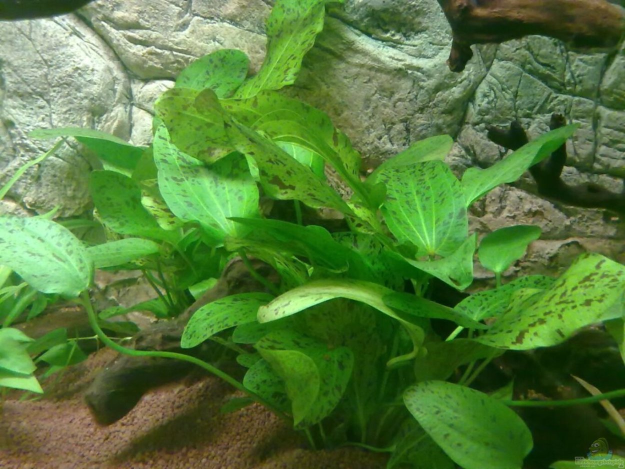 Неприхотливые растения для аквариума