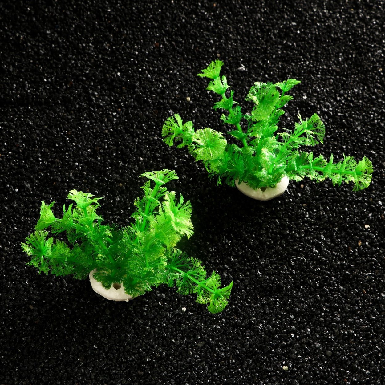 Ротала Ротундифолия красная