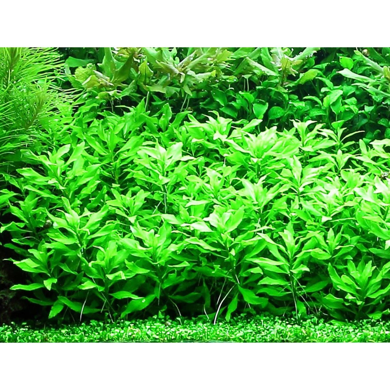 Бликса Японика аквариумное