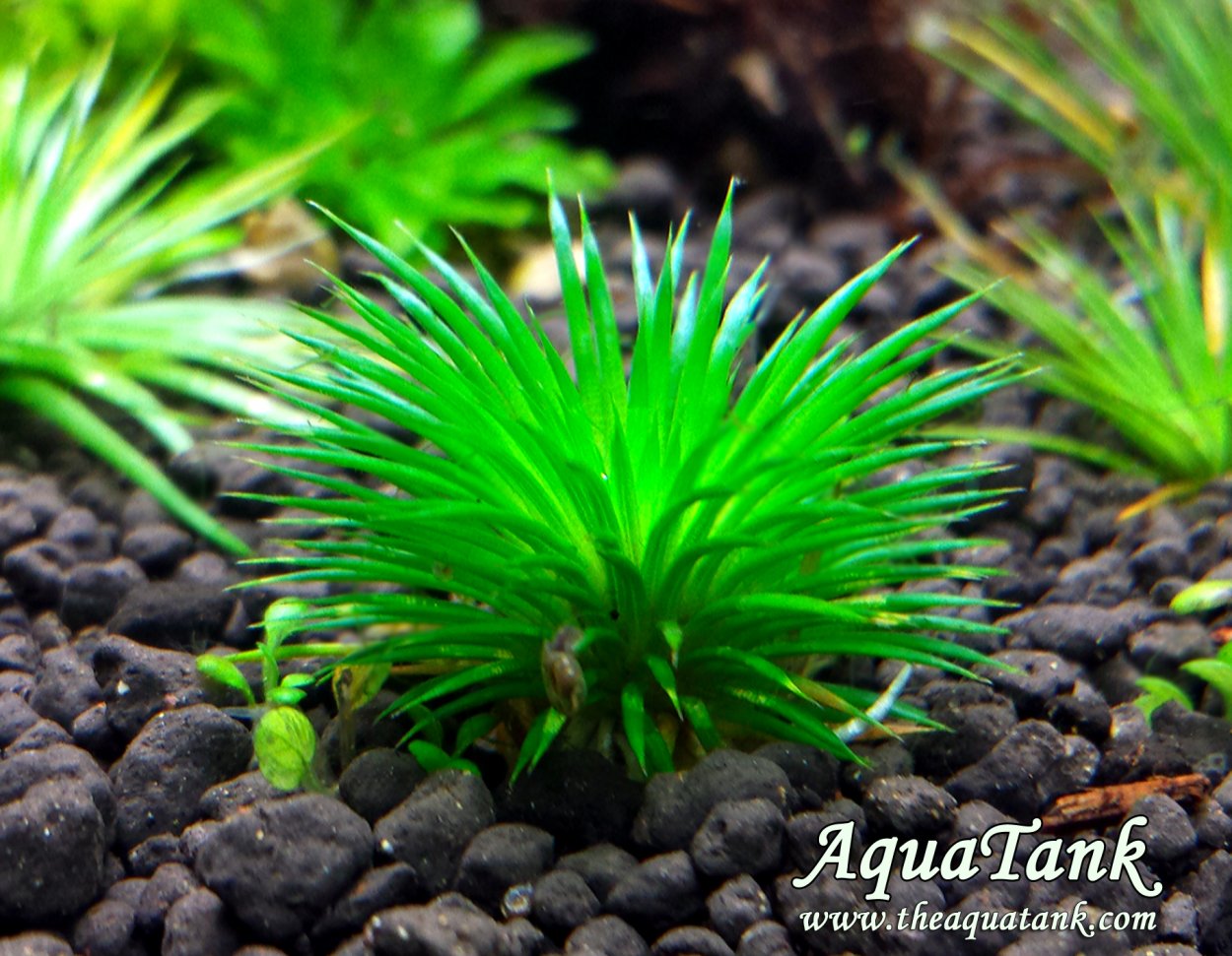 Бликса новогвинейская