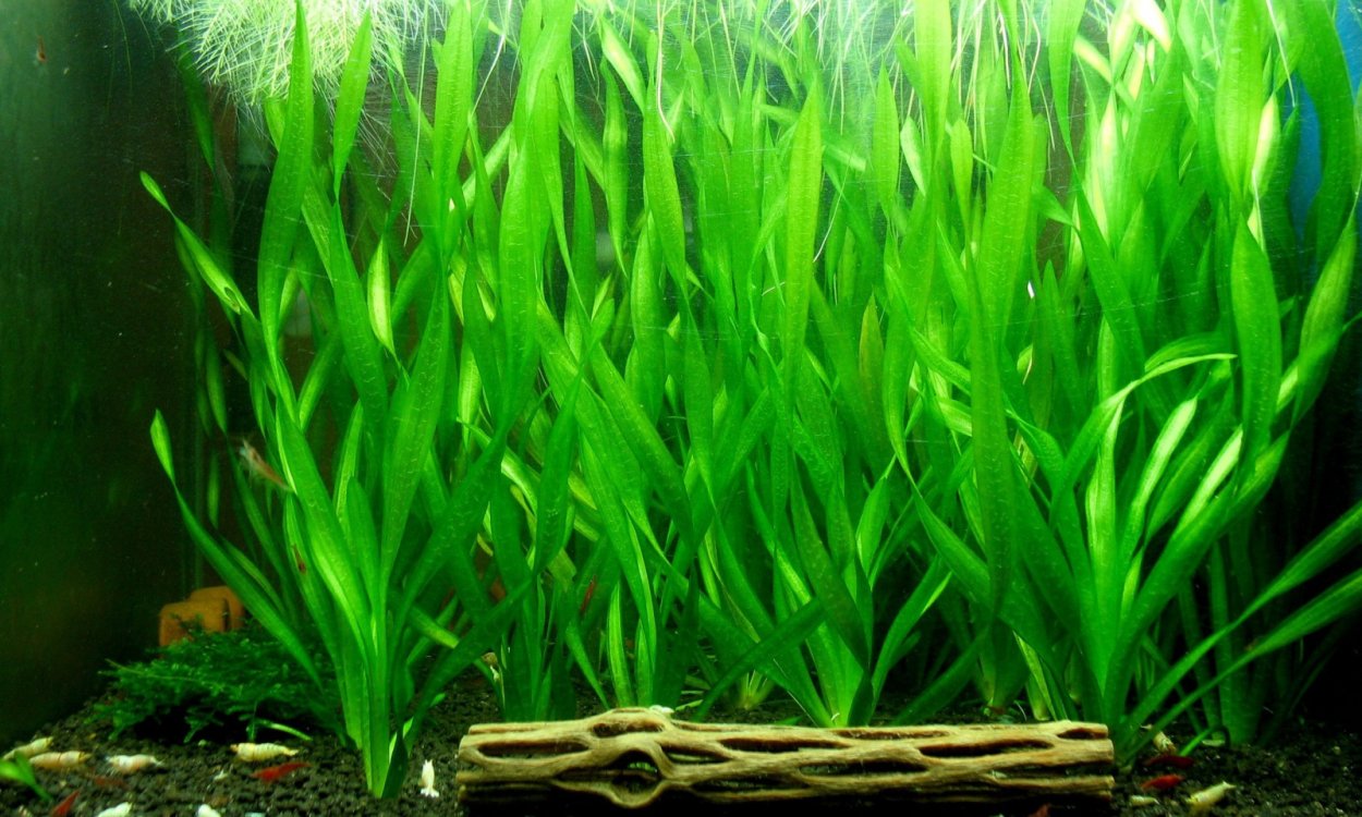 Нимфея тигровый Лотос