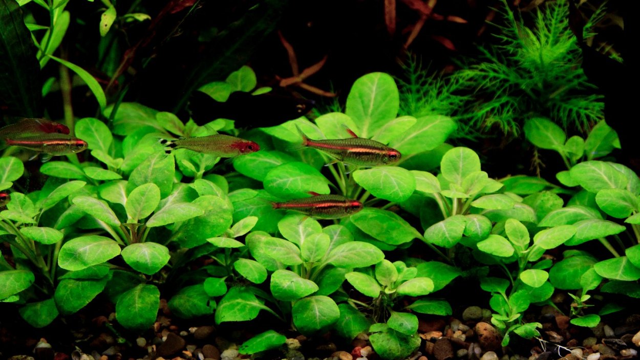 Лобелия кардинальская