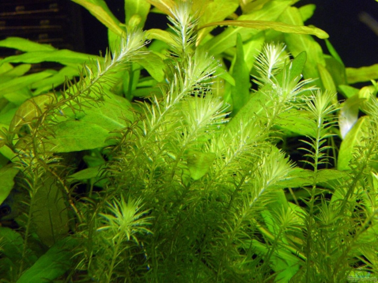 Сагиттария жестколистная аквариумное растение