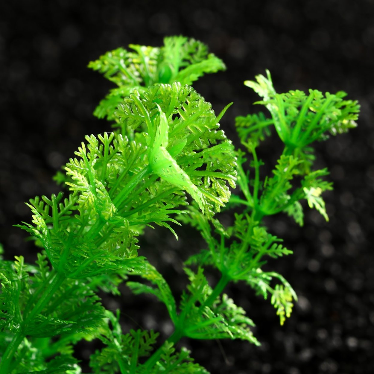 Аквариумные растения кустовые