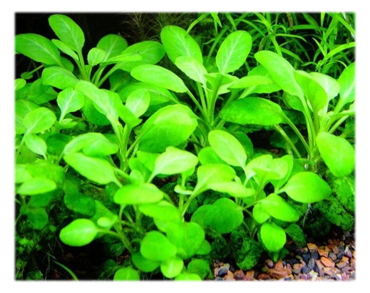 Валлиснерия спиральная аквариумное