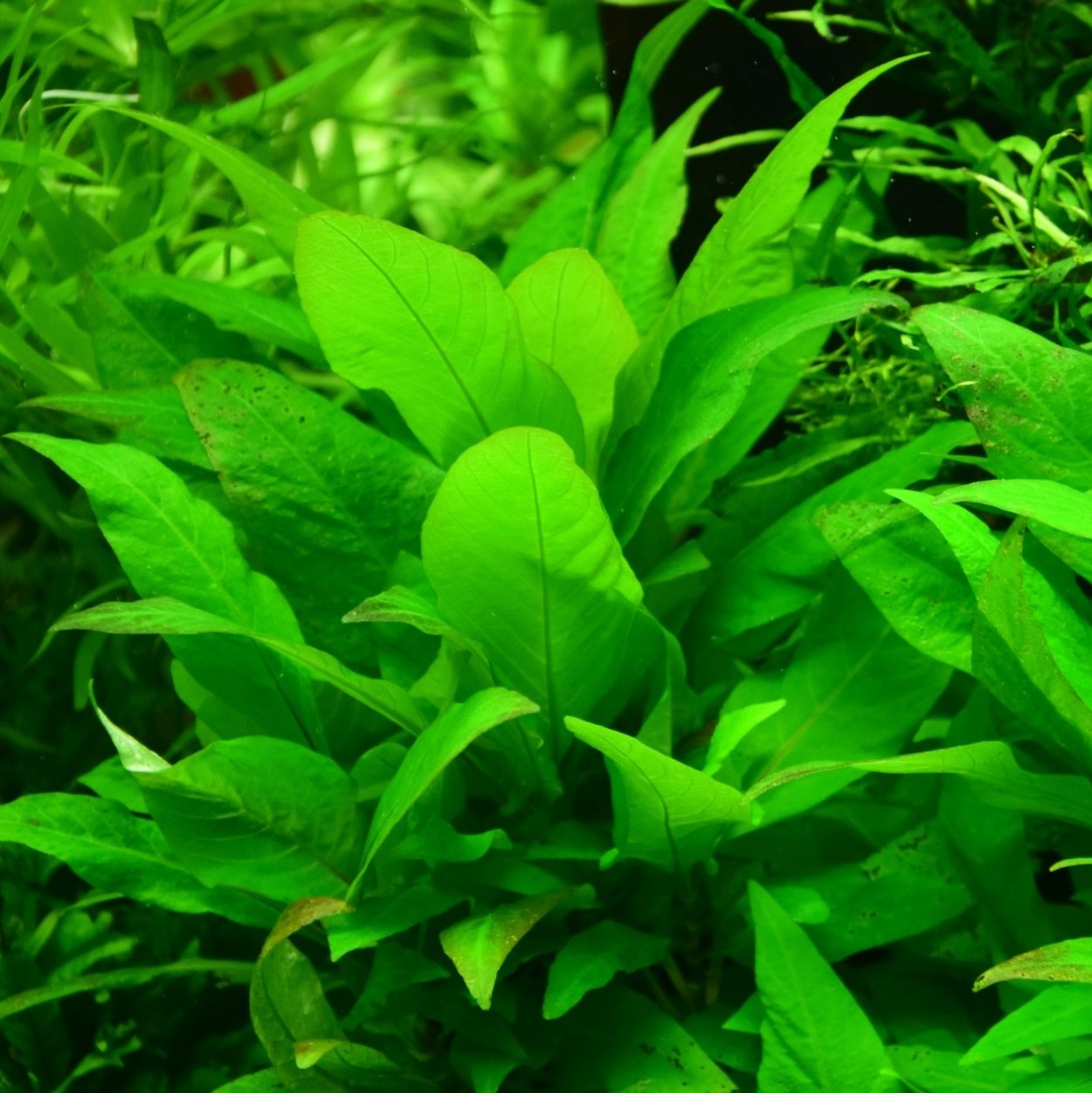 Эхинодорус Оцелот аквариумное растение