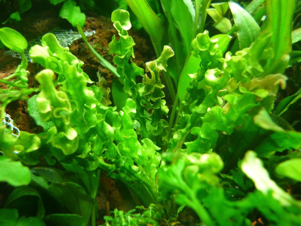Бакопа Монье аквариумное растение