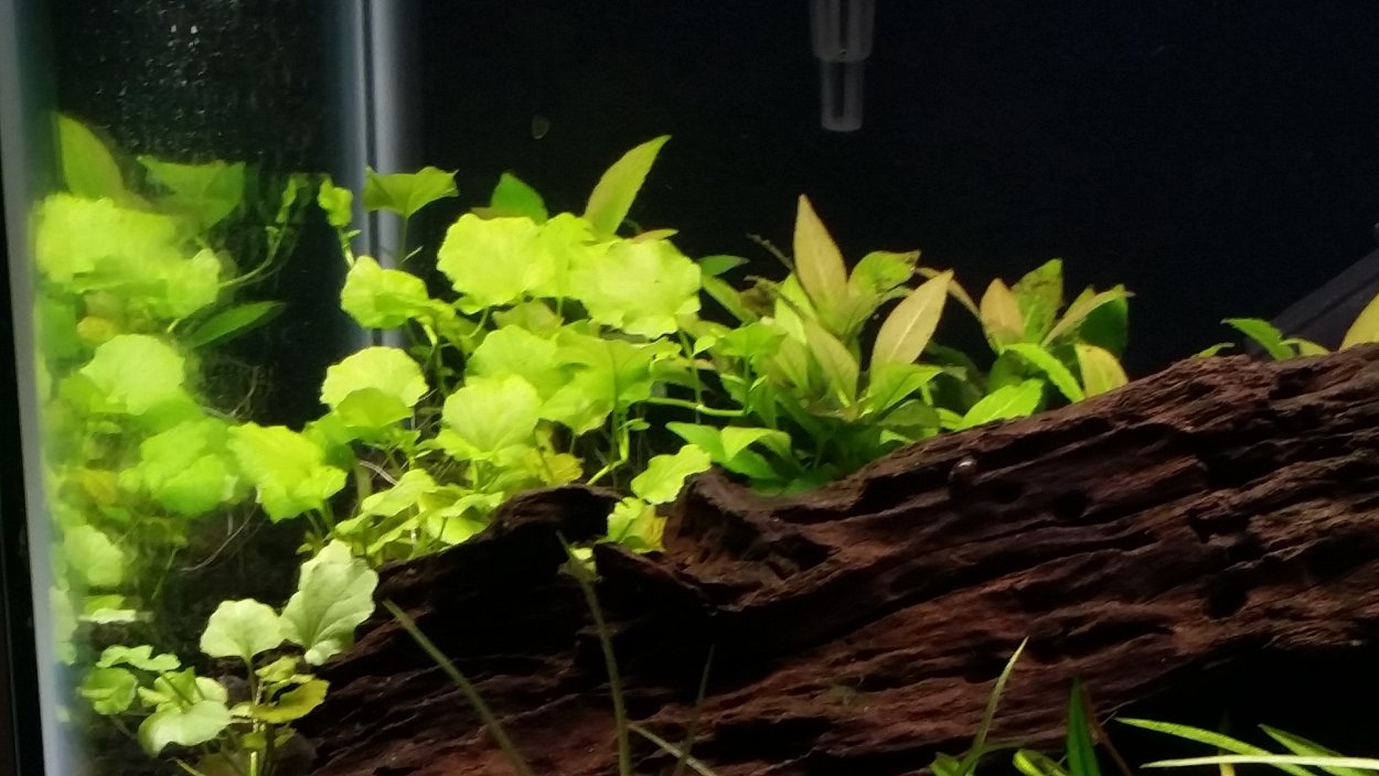 Эхинодорус мелкоцветный