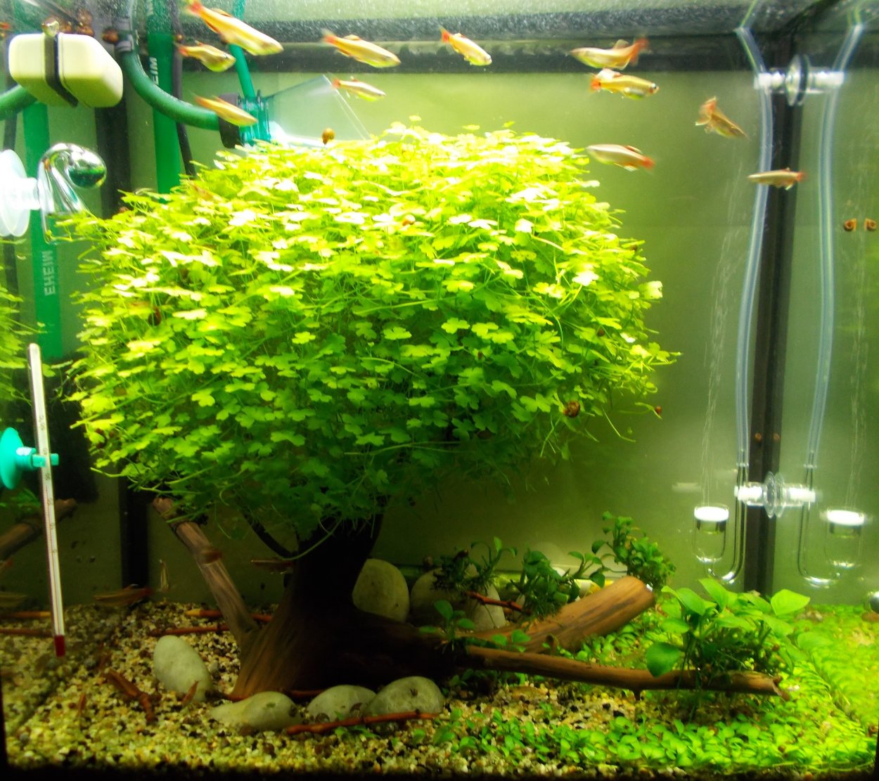 Майака Пантанал