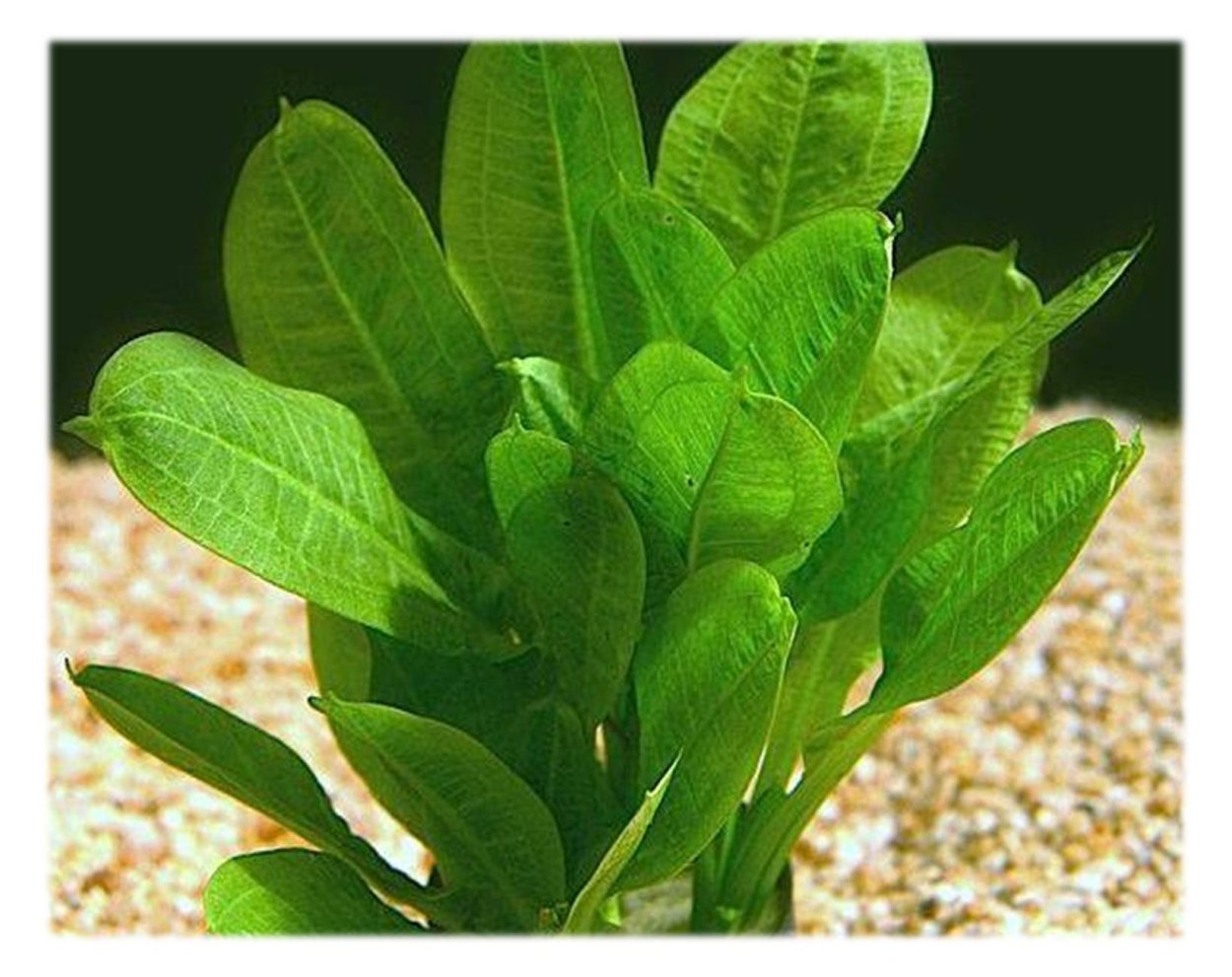 Гигрофила лимонник