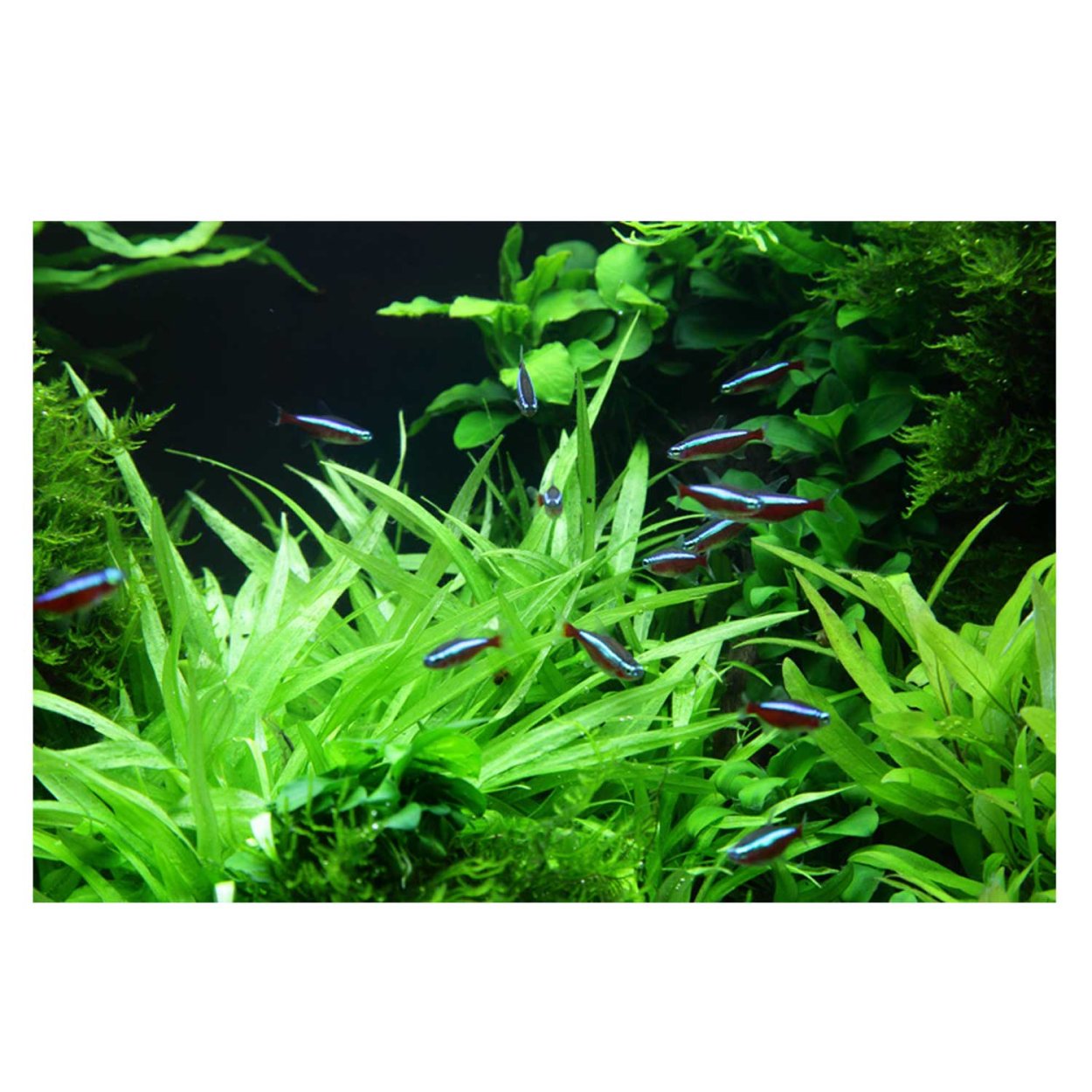 Эхинодорус Рубра