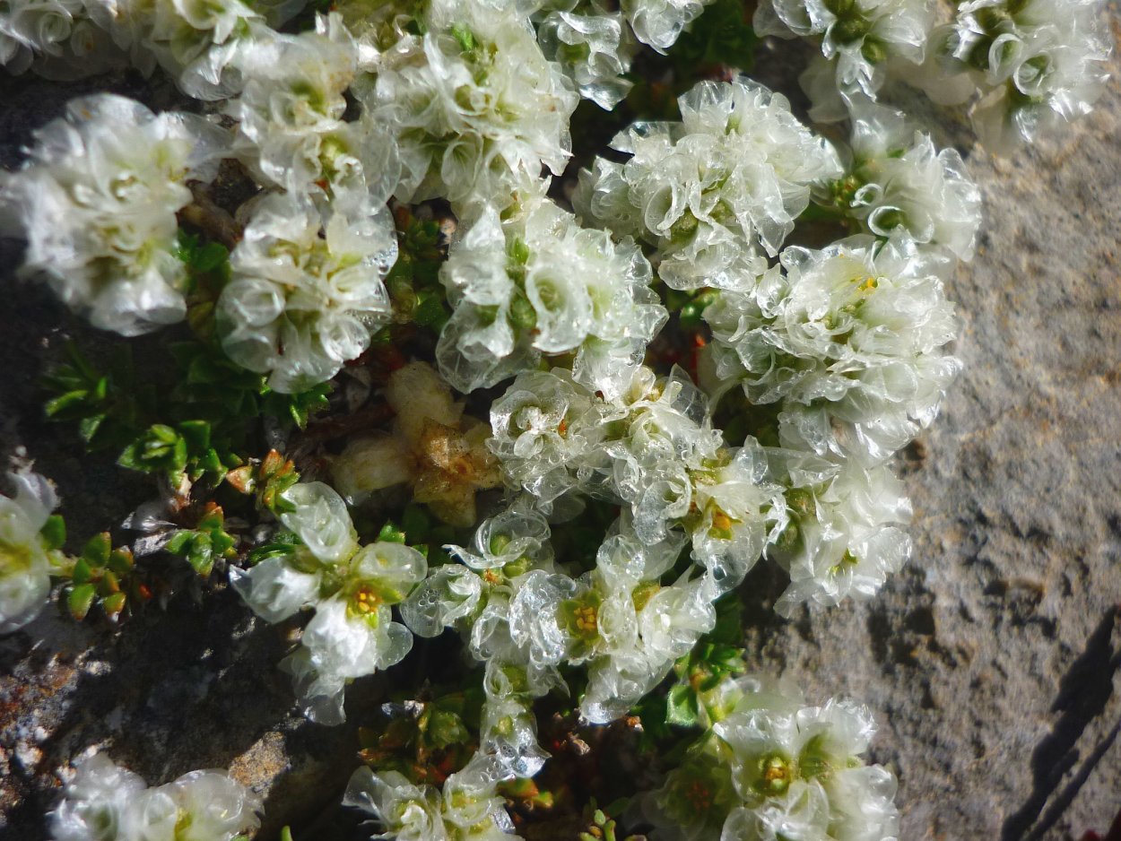 Paronychia cephalotes Приноготовник головчатый